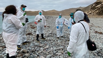 Ica: autoridades preparan respuesta ante eventual presencia de fauna silvestre marina muerta o rezagada en playas de Marcona