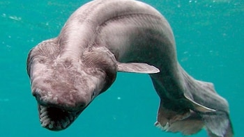 El tiburón anguila, considerado un