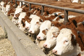 Vacas en el feedlot