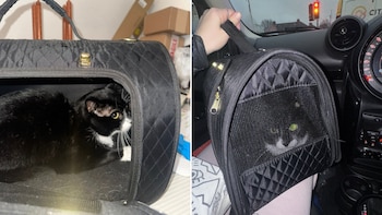 Rescatan a un gato que