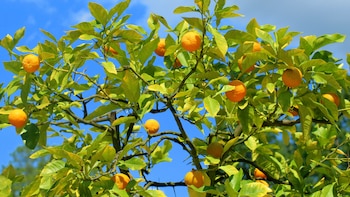 La planta frutal que no solo sirve para decorar el jardín: ayuda a refrescar balcones y terrazas durante el verano