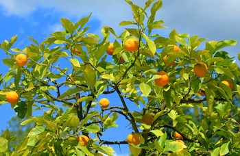 El mandarino necesita riego regular y al menos seis horas de sol directo para crecer y dar frutos