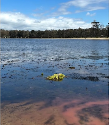 El dinoflagelado Noctiluca scintillans, conocido