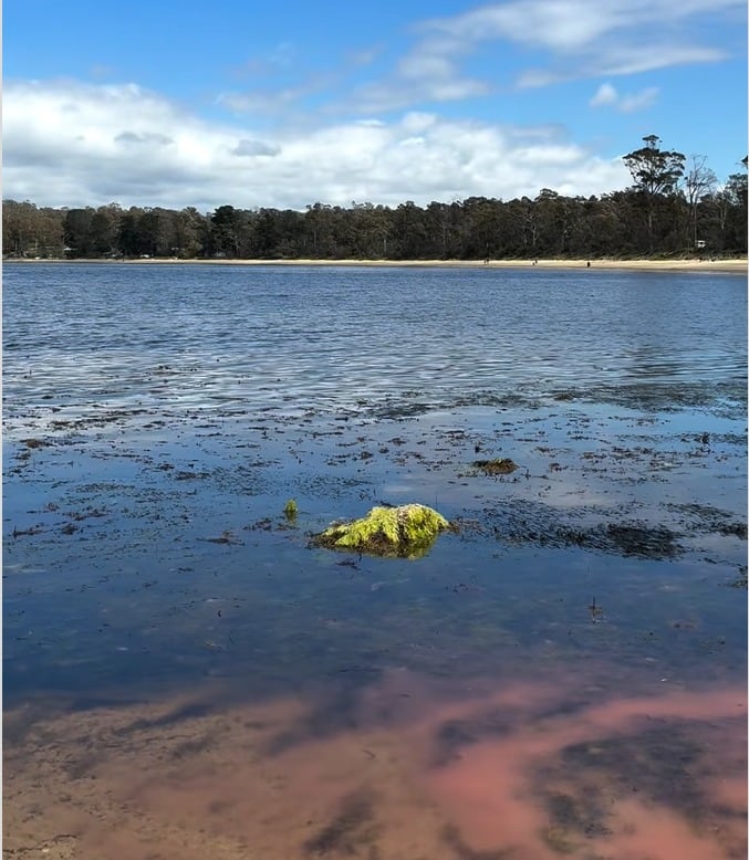 El dinoflagelado Noctiluca scintillans, conocido como “chispa marina”, se vincula con la formación de mareas rojas y riesgos para peces y crustáceos (captura de video)