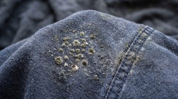 Acercamiento a manchas circulares de moho verde y grisáceo sobre una tela azul cerca de una costura.