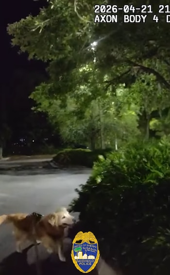 Un perro de pelaje claro camina con arnés por un sendero oscuro al aire libre por la noche. Hay árboles y arbustos iluminados. Logotipo de la policía de Jacksonville en la esquina