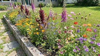 Cantero elevado de madera con una variedad de flores de colores vibrantes (amarillas, naranjas, moradas, rosas, rojas y azules) frente a un césped y una casa.