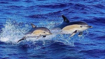 Científicos españoles advierten sobre el