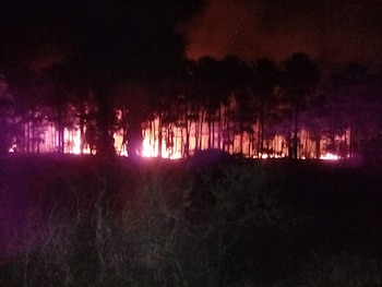 Aseguran que la producción ganadera