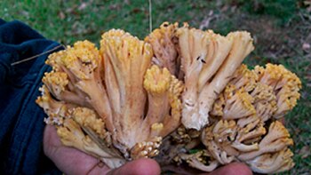 Bocopa, le champignon mortel pour