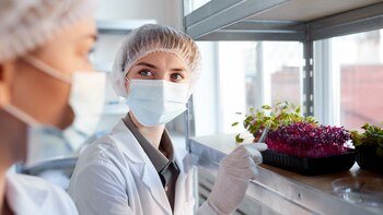 Las plantas cuentan con un