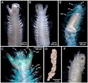 Panel con seis microfotografías de un organismo segmentado y su tubo de sedimentos, con escalas de medición y señaladores anatómicos