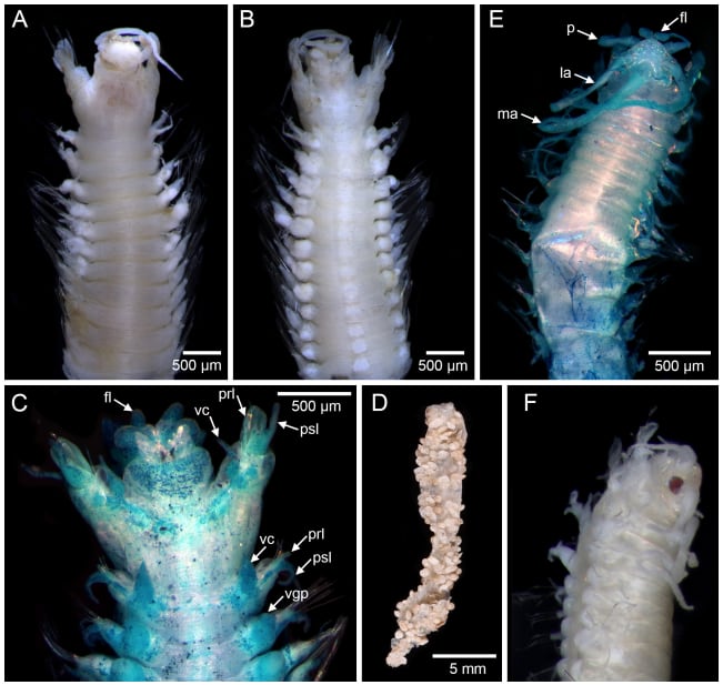 Los investigadores hallaron ejemplares de la especie Terebellosuctoria jimii dentro de tubos ramificados a más de 670 metros de profundidad (Crédito: Gentileza, estudio: Nuevas especies de anélidos de los montes submarinos del Territorio Australiano del Océano Índico (Isla Christmas y Cocos (Keeling)), publicado en Records of the Australian Museum)