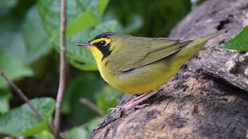 reinitas de Kentucky (Geothlypis formosa)
