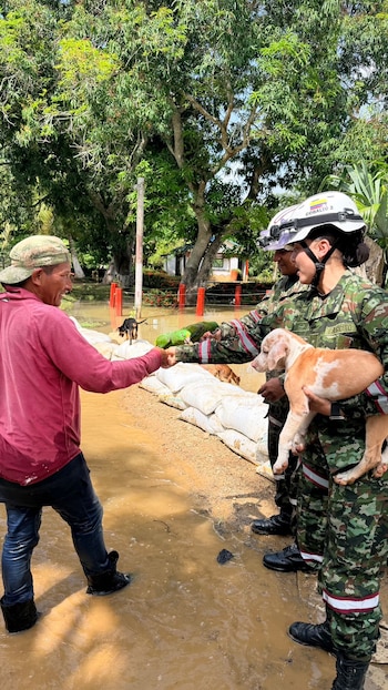 Varios perros han sido mostrados