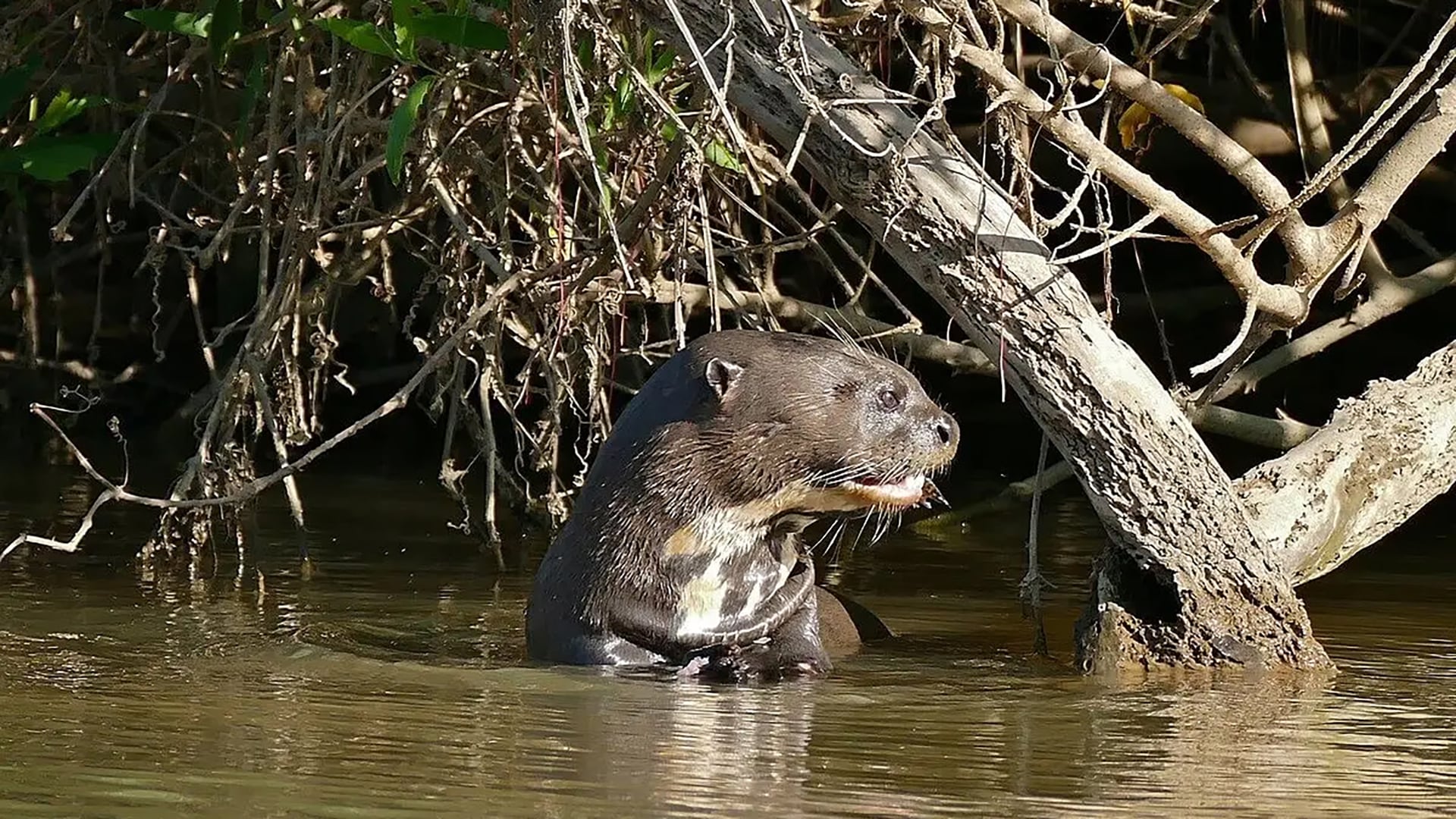 La nutria de río desapareció de la ciudad por la caza no regulada, la degradación del hábitat y la contaminación de las aguas del río Bronx