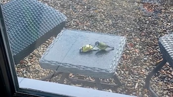 Chocó contra una ventana y