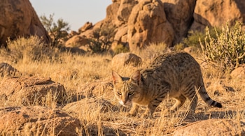 Un gato de pelaje atigrado camina agachado entre rocas y pasto seco. Al fondo se ven más rocas y arbustos bajo un cielo claro.