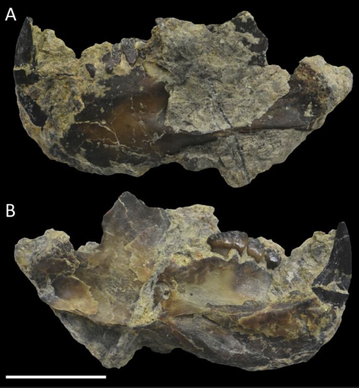La mandíbula casi completa supone un avance poco frecuente en el estudio de mamíferos del Purbeck Group(Crédito: sciencedirect)