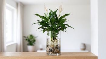 Planta verde con flores blancas en un jarrón de vidrio con agua, raíces visibles y piedras sobre una tabla de madera.