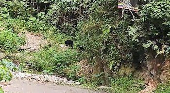 Uma segunda fêmea com filhote está registrada na DRMI Cerro Banderas – Ojo Blanco, no município de Íquira. - Crédito CAM