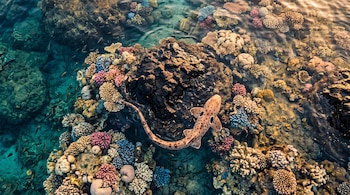 Vista superior de un tiburón manchado junto a una roca oscura y corales de color rosa, azul y ocre en agua clara.