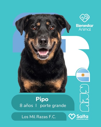Perros adopción salta