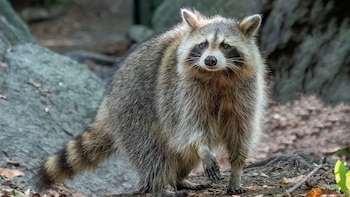 Fue introducido en España como mascota “adorable” y ahora es una de las especies invasoras más difíciles de erradicar