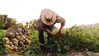 Un agricultor vende toneladas de