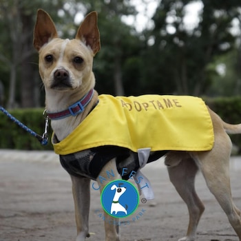Un perro pequeño de pelaje beige lleva un chaleco amarillo con la inscripción adóptame y un collar azul sobre un camino pavimentado