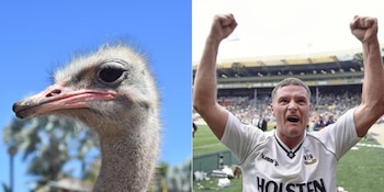 Gascoigne llevó una avestruz al
