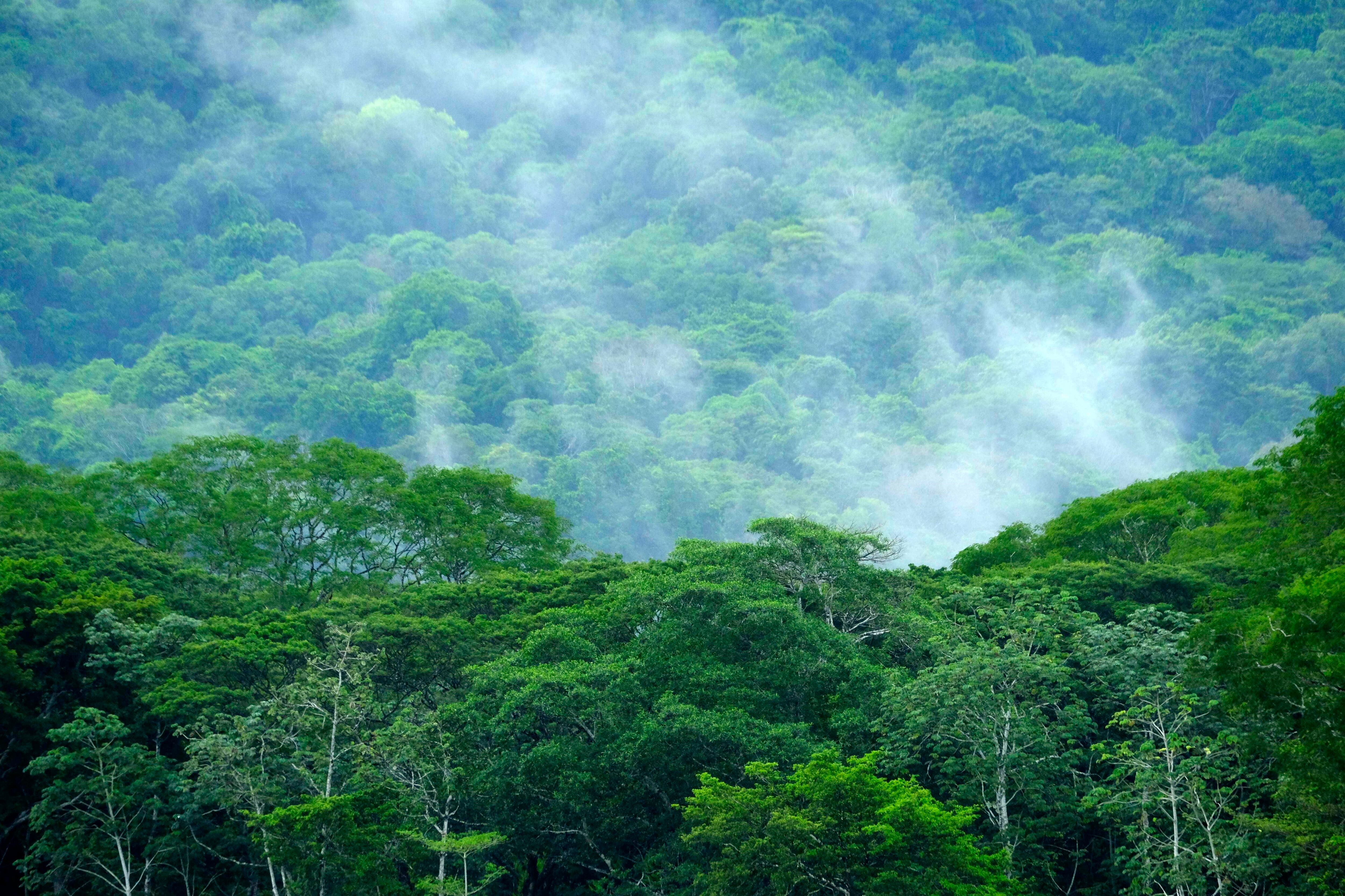 Vista del bosque húmedo en el parque Nacional Carara, en el pacífico central de Costa Rica. EFE/Jeffrey Arguedas/Archivo
