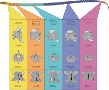 Diagrama de la columna vertebral de una serpiente y una cuadrícula con ilustraciones de vértebras cervicales, torácicas y lumbares desde vistas lateral, anterior y dorsal