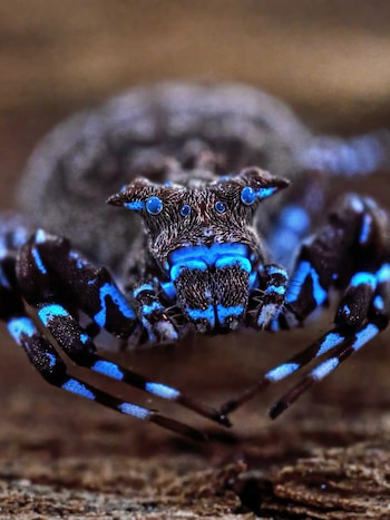 Araña cangrejo coronada que brilla con luz azul bajo radiación ultravioleta, uno de los hallazgos más llamativos de la expedición científica en Lisima (The Wilderness Project)
