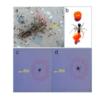 Las feromonas permiten a las
