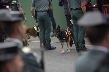 Varios perros durante el acto