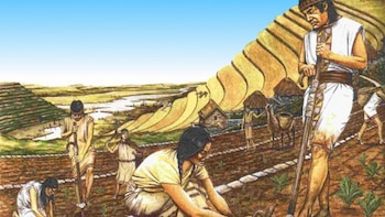 Conoce la semilla milenaria peruana