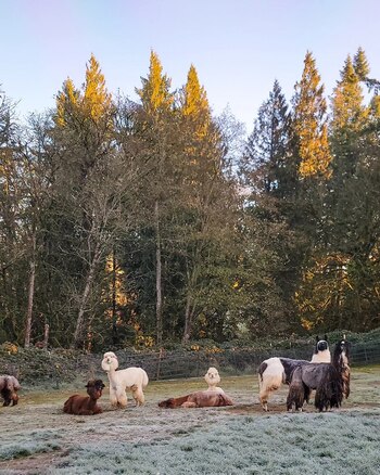 Beni y Prince, las llamas que hacen felices a los viajeros en Portland (Facebook Rojo the Llama)