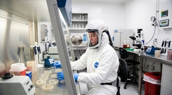 Una persona con traje blanco de bioseguridad maneja placas de Petri dentro de una cabina de flujo en un laboratorio con microscopio.
