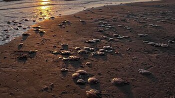 Aluvión de aguavivas en las