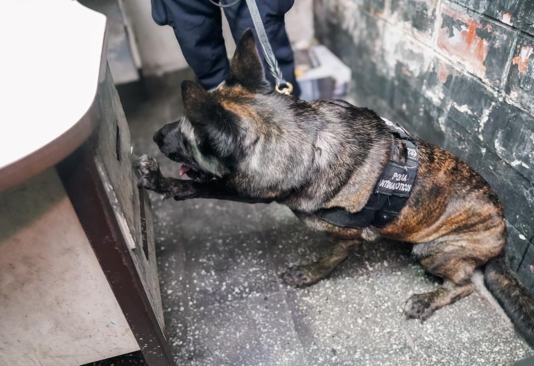 La Unidad Canina K-9 fue clave para ubicar las sustancias ilícitas ocultas en los establecimientos./ (Fiscalía General de la República)