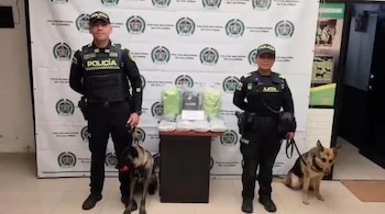 La Policía Nacional incautó 10 kilos de marihuana ocultos en dos cajas que iban a ser enviadas como encomienda en Colombia - crédito Mebog