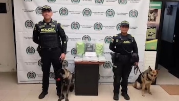 Dos caninos antinarcóticos detectaron dos cajas con 11 paquetes de marihuana y frustaron el envío de la droga al centro del país: así fue el operativo