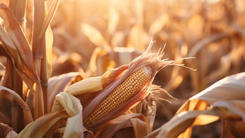Por qué la agricultura regenerativa