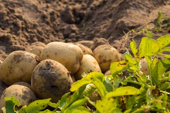 La papa noruega, más allá