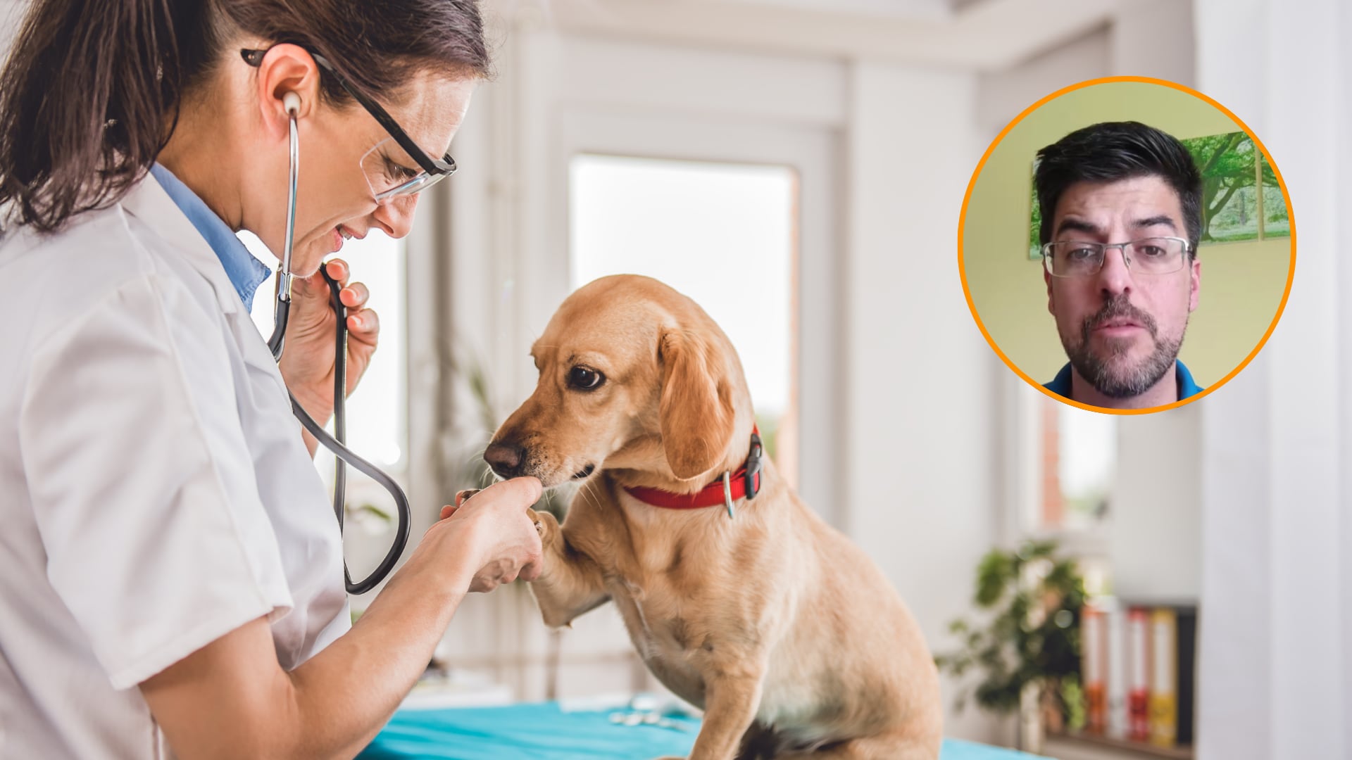 Algunas acciones de las mascotas pueden alertarnos de problemas en las articulaciones. (Montaje Infobae)