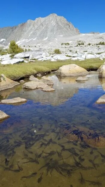 Los esfuerzos de conservación en