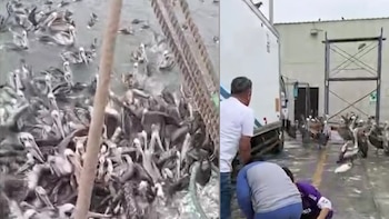 Cientos de pelícanos llegan hambrientos a los muelles de Chimbote y vecinos organizan jornadas para alimentarlos ante la escasez de peces