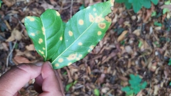 Senamhi recomienda reforzar manejo agronómico