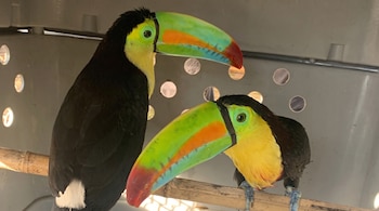 Dos tucanes de plumas negras, pecho amarillo y pico de varios colores sobre una caña dentro de una caja gris con orificios.